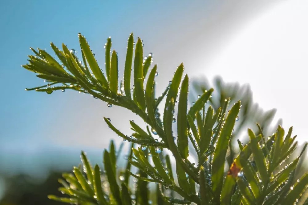 Hicks Yew Tree for Sale Buying & Growing Guide