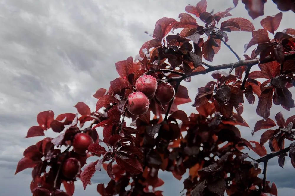 Flowering Plum Trees for Sale Buying & Growing Guide