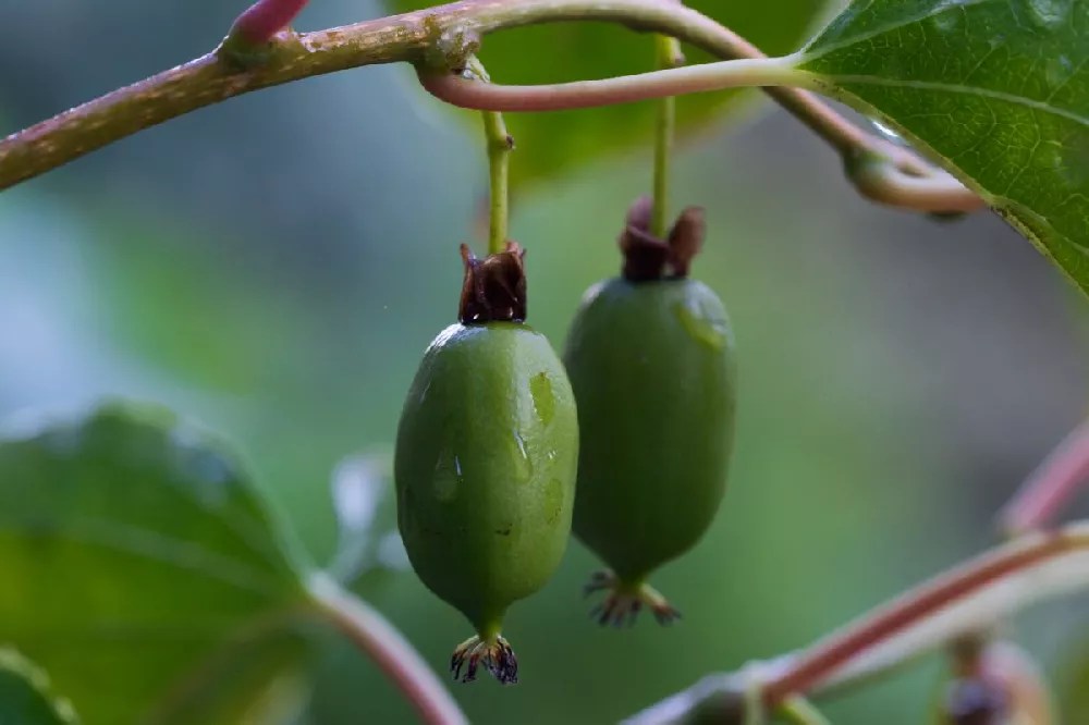 Kiwi Plants for Sale Buying & Growing Guide