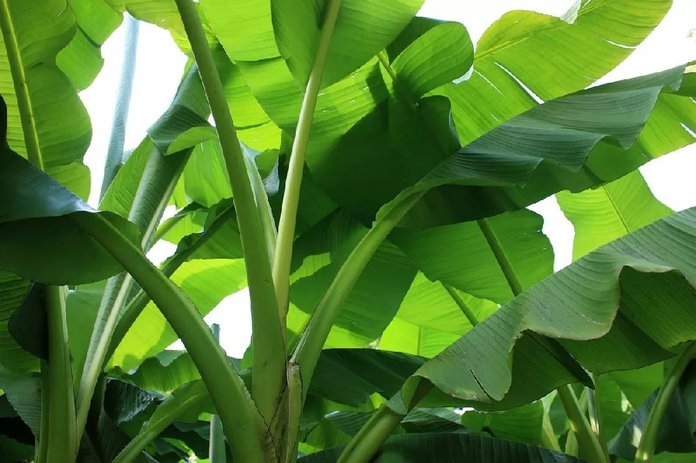 Ice Cream Banana Tree for Sale Buying & Growing Guide