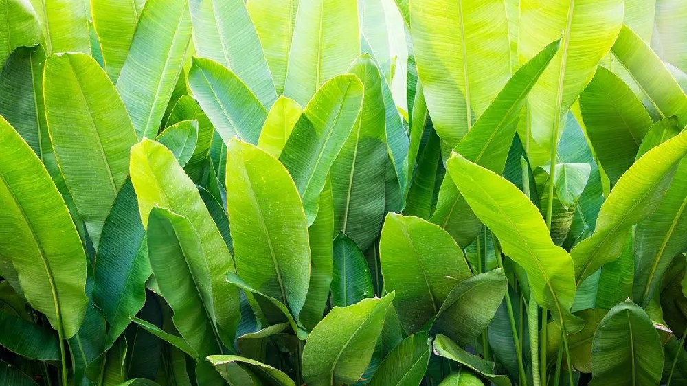 Ice Cream Banana Tree for Sale Buying & Growing Guide