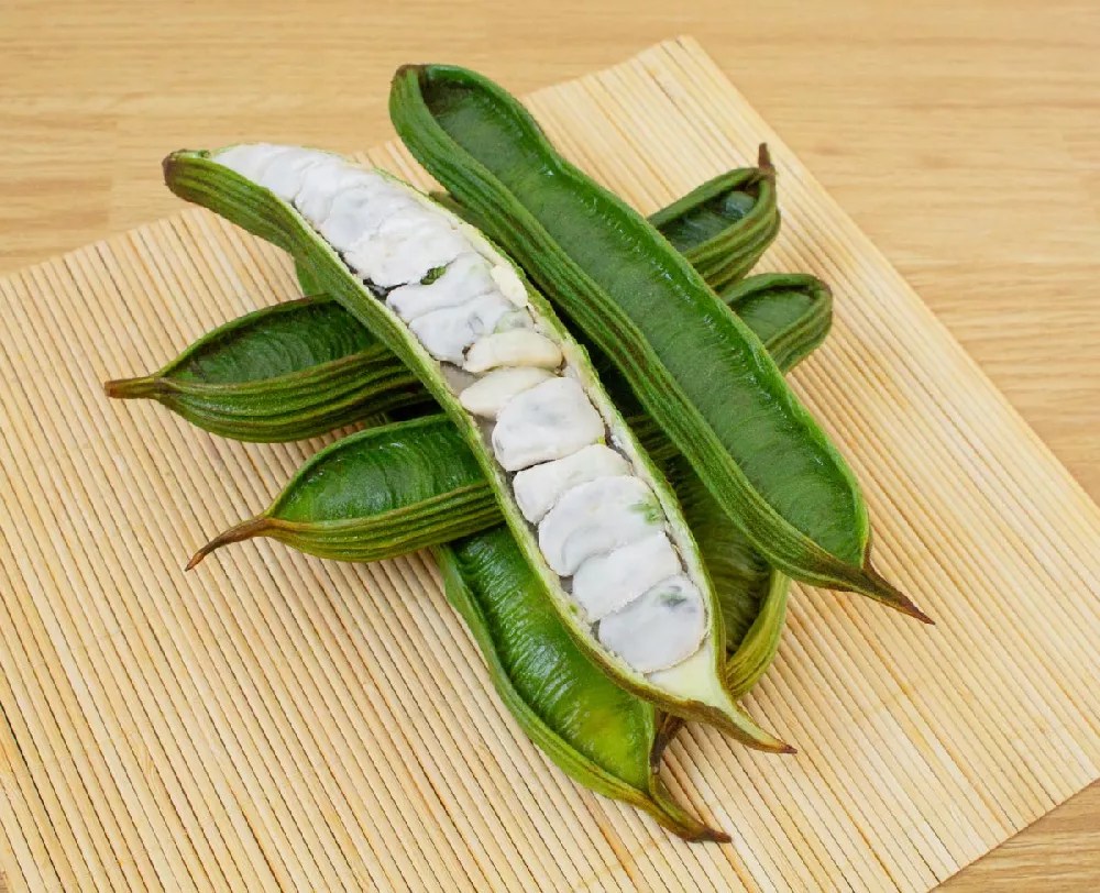 Ice Cream Bean Tree for Sale Buying & Growing Guide