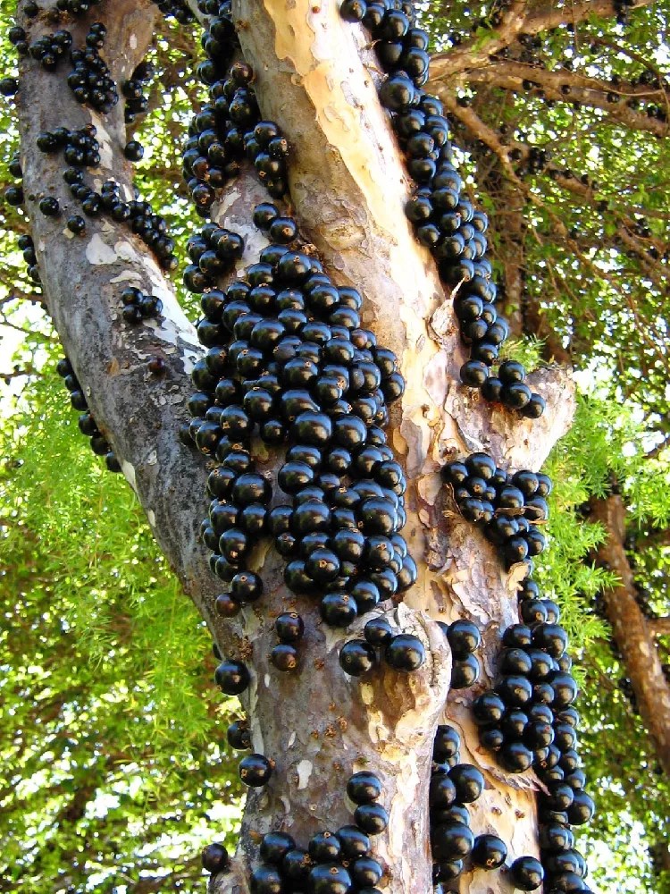 Jaboticaba Tree for Sale Buying & Growing Guide