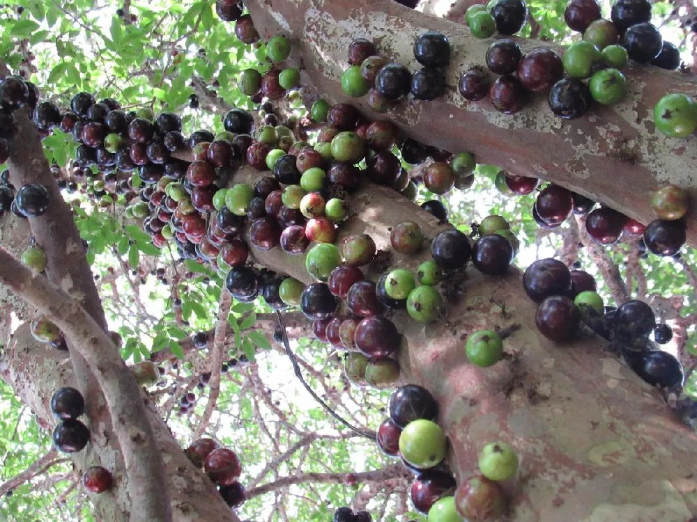 Jaboticaba Tree for Sale Buying & Growing Guide