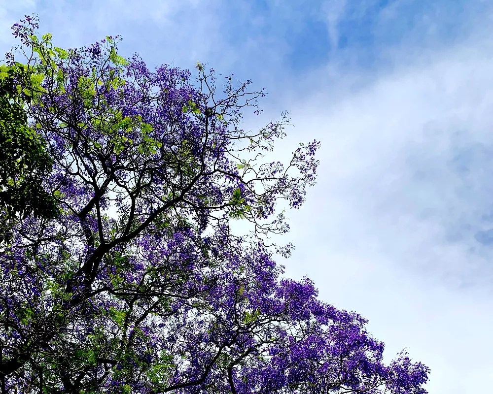 Jacaranda Tree for Sale Buying & Growing Guide