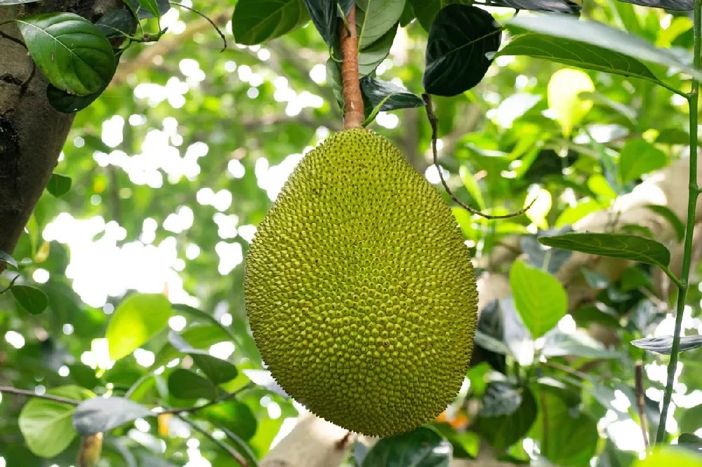 Jackfruit Tree for Sale Buying & Growing Guide