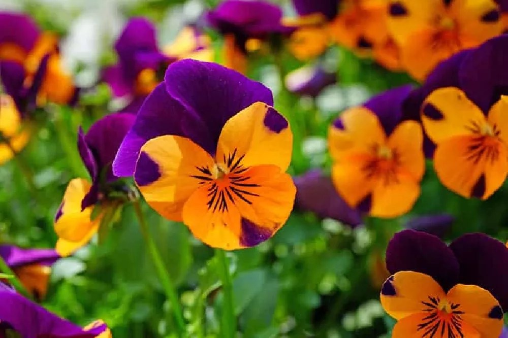Johnny Jump Up Flowers for Sale Buying & Growing Guide