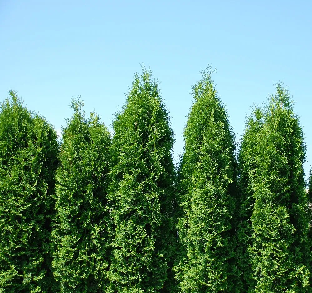 Junior Giant Thuja Tree for Sale Buying & Growing Guide