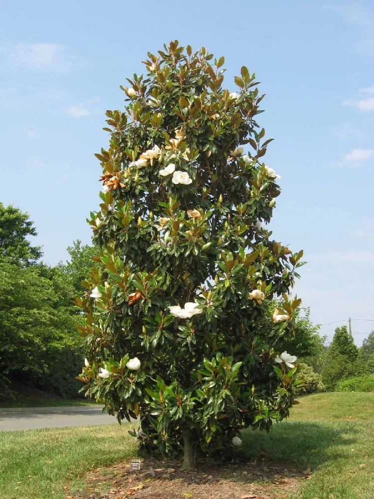 Kay Parris Magnolia for Sale Buying & Growing Guide