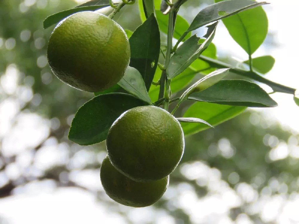 Key Lime Tree USDA Organic for Sale Buying & Growing Guide