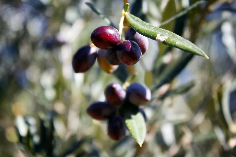 Olive Trees for Sale Buying & Growing Guide