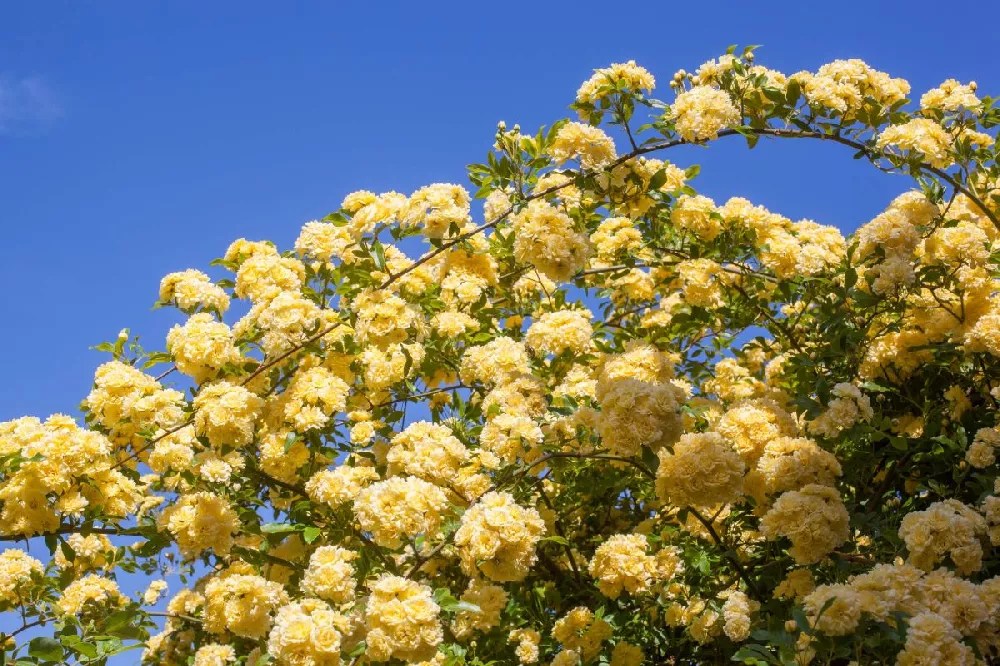 Lady Banks Rose for Sale Buying & Growing Guide