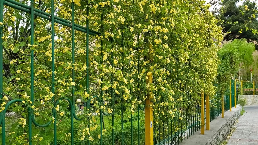 Lady Banks Rose for Sale Buying & Growing Guide