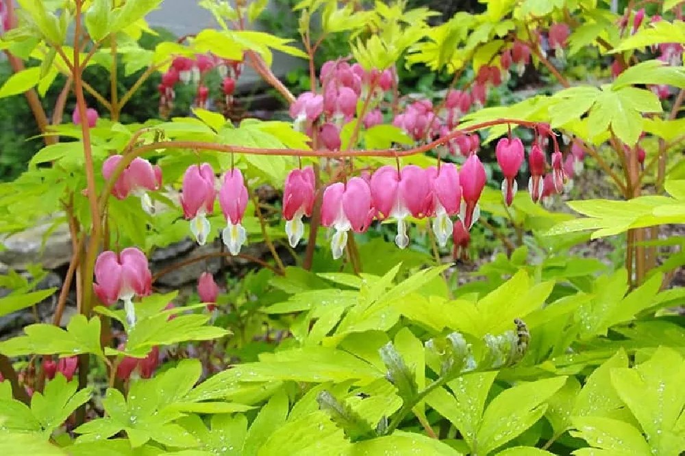 Bleeding Heart Plants for Sale Buying & Growing Guide