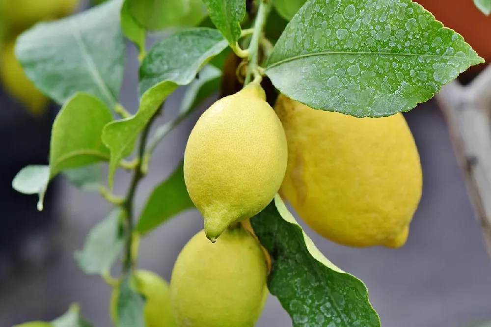 Lemon Lime Citrus Tree for Sale Buying & Growing Guide