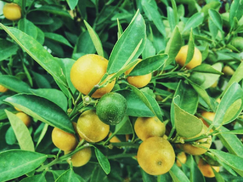 Lemon Lime Citrus Tree for Sale Buying & Growing Guide