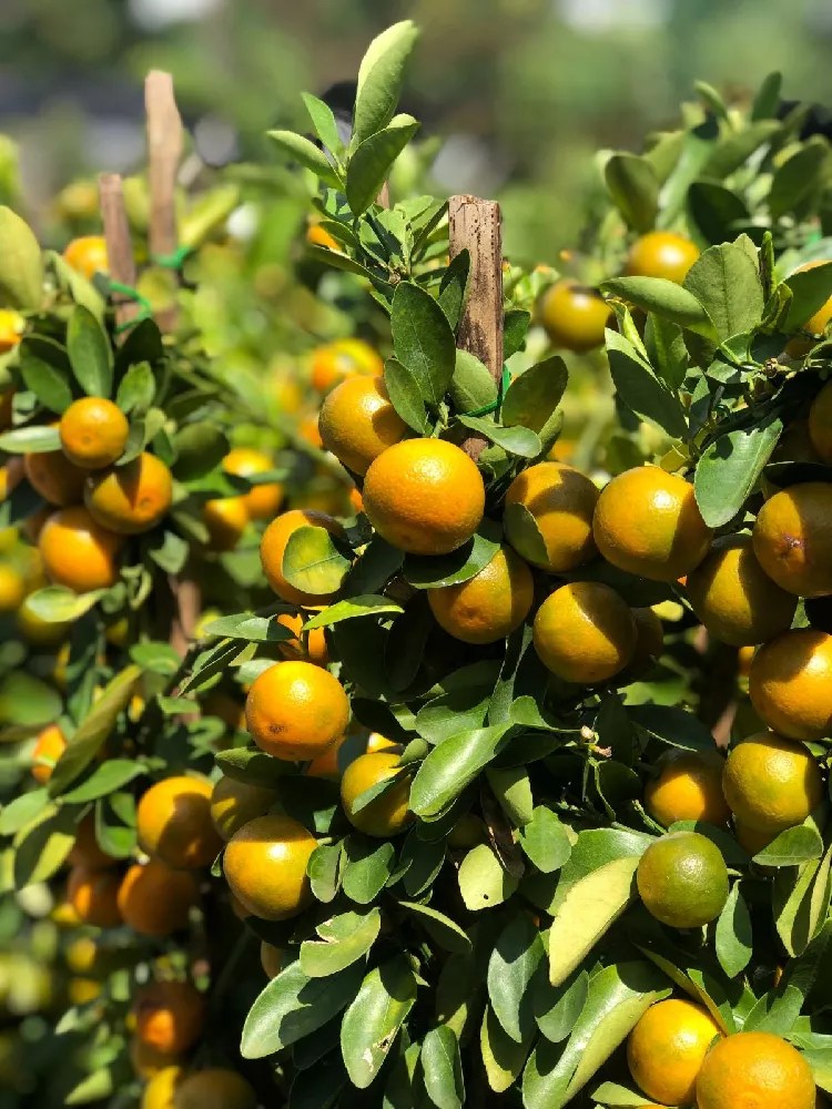 Limequat Citrus Tree for Sale Buying & Growing Guide