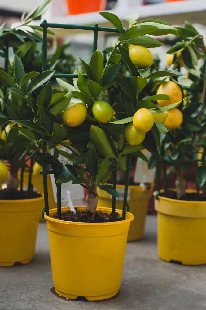 Limequat Citrus Tree for Sale Buying & Growing Guide