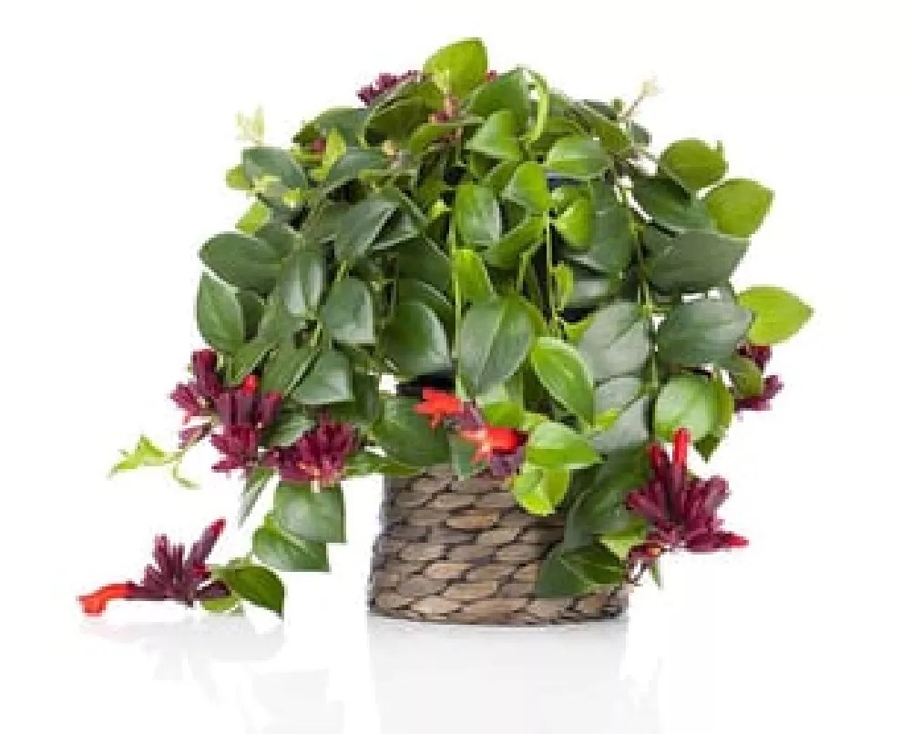 Lipstick Plants for Sale Buying & Growing Guide