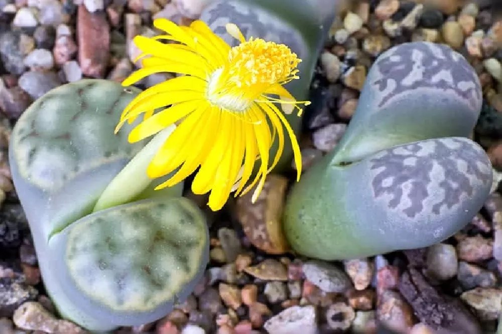 Lithops for Sale Buying & Growing Guide