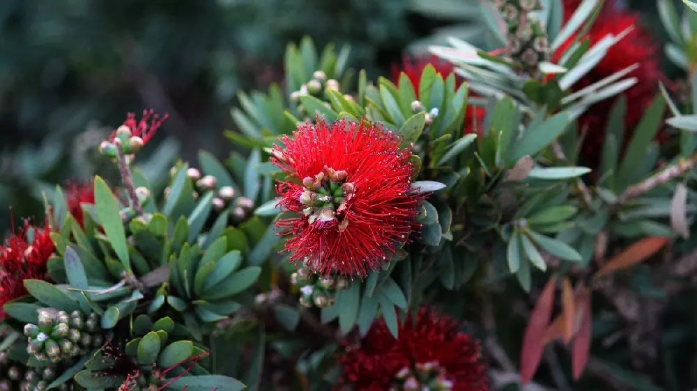 Bottlebrush Trees for Sale Buying & Growing Guide