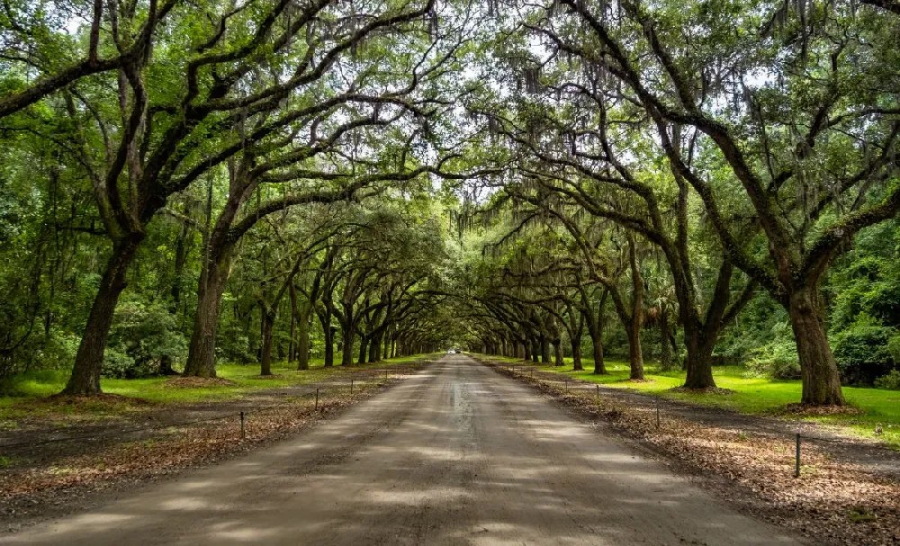 White Oak Trees for Sale Buying & Growing Guide