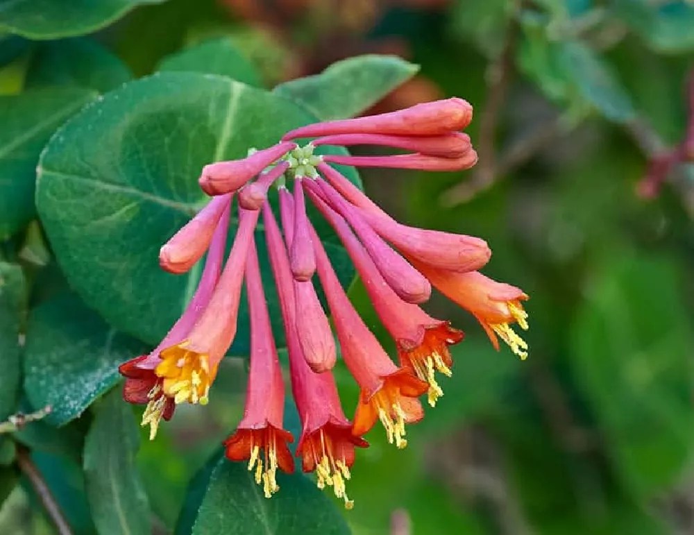 Peaches & Cream Honeysuckle Vines for Sale Buying & Growing Guide