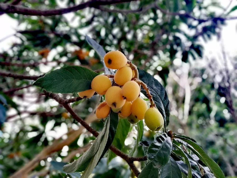 Loquat Tree for Sale