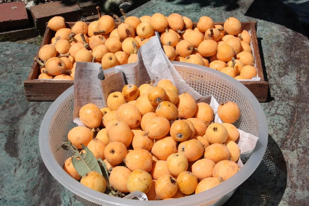 Loquat Tree for Sale