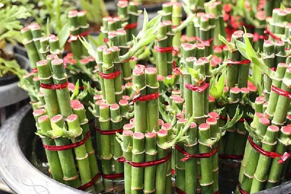 Lucky Bamboo Trees for Sale