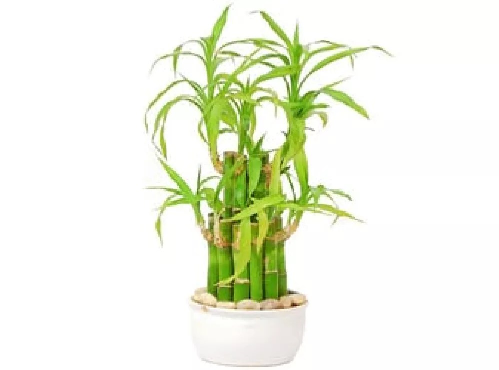 Outdoor Bamboo Plants for Sale Buying & Growing Guide