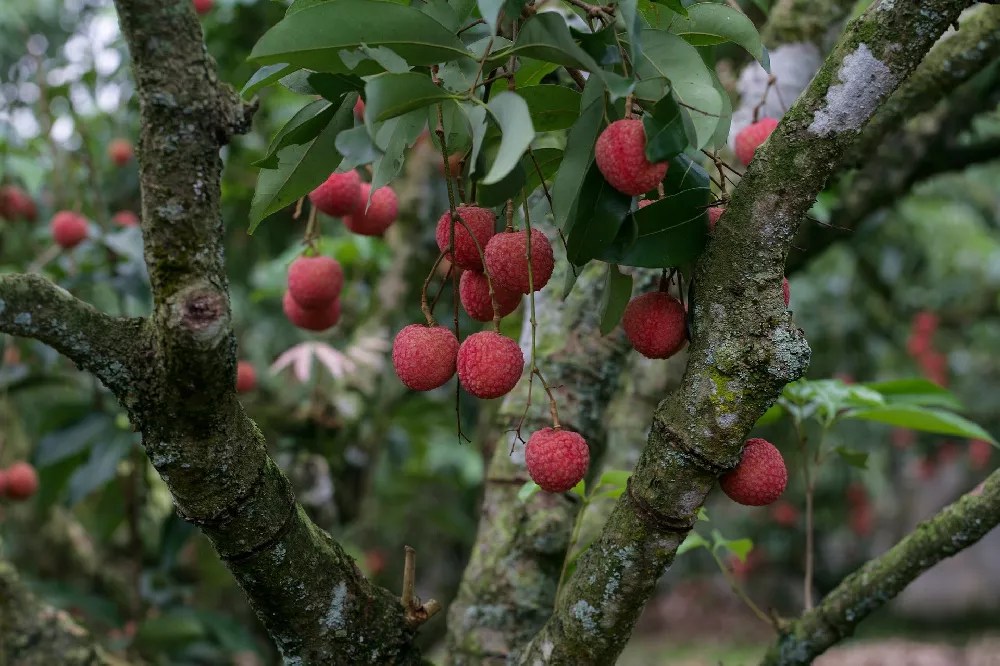 Lychee Trees for Sale