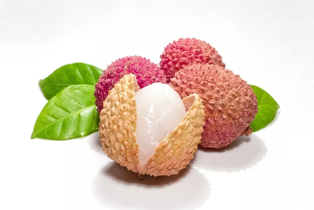 Lychee Trees for Sale