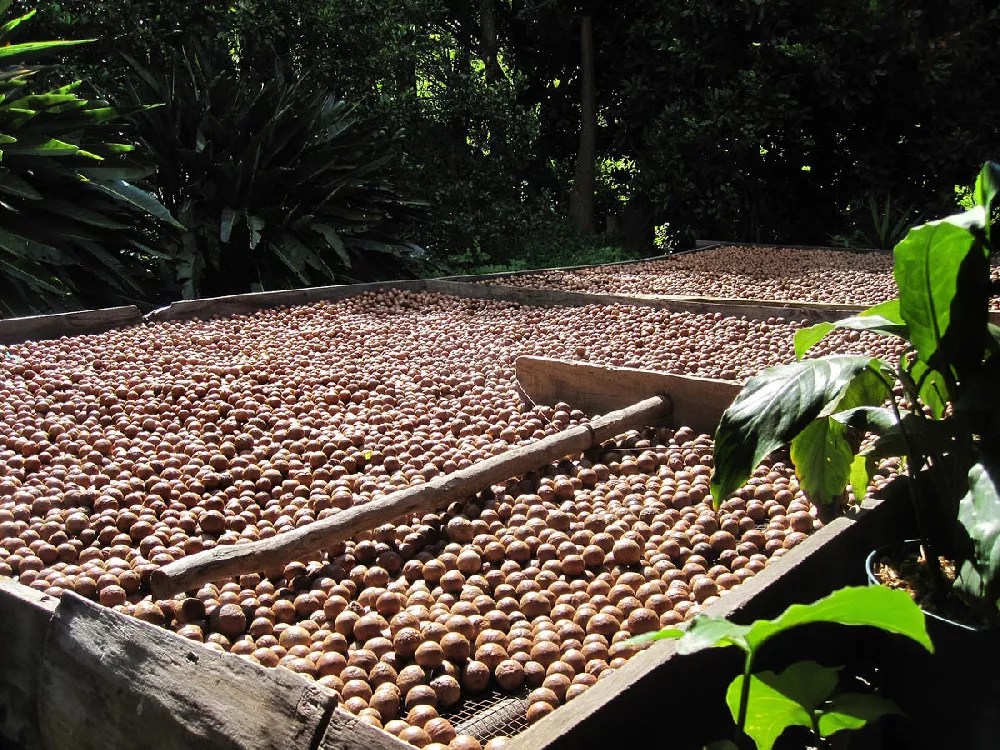 Macadamia Nut Trees for Sale Buying & Growing Guide