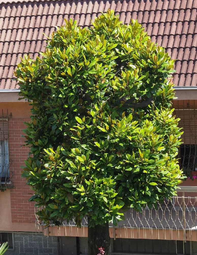 Sweetbay Magnolia for Sale Buying & Growing Guide