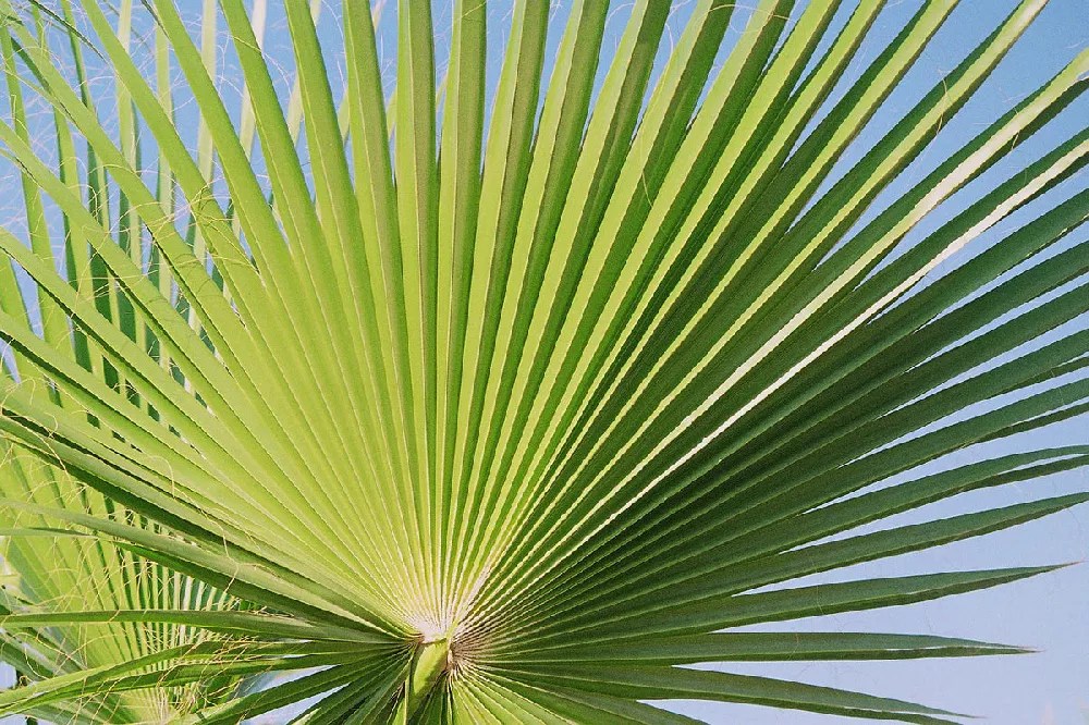 Mexican Fan Palm Trees for Sale Buying & Growing Guide