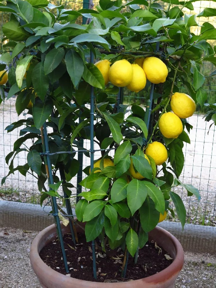 Lemon Trees for Sale Buying & Growing Guide