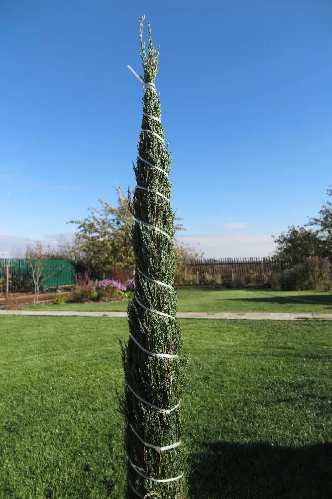 Moonglow Juniper Tree for Sale Buying & Growing Guide