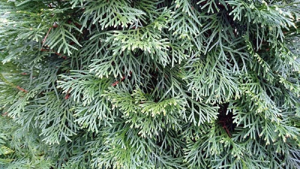 Moonglow Juniper Tree for Sale Buying & Growing Guide