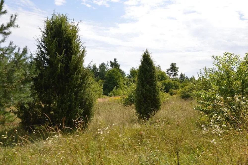 Moonglow Juniper Tree for Sale Buying & Growing Guide