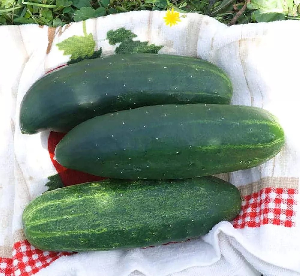 Cucumber Plants for Sale Buying & Growing Guide