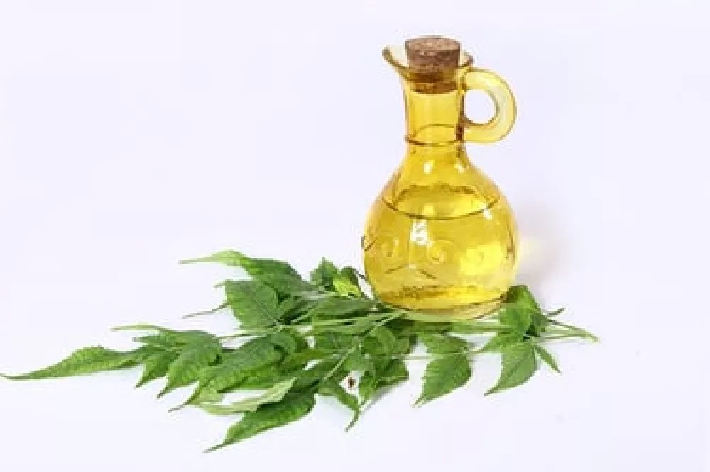 Neem Oil for Sale Buying & Growing Guide