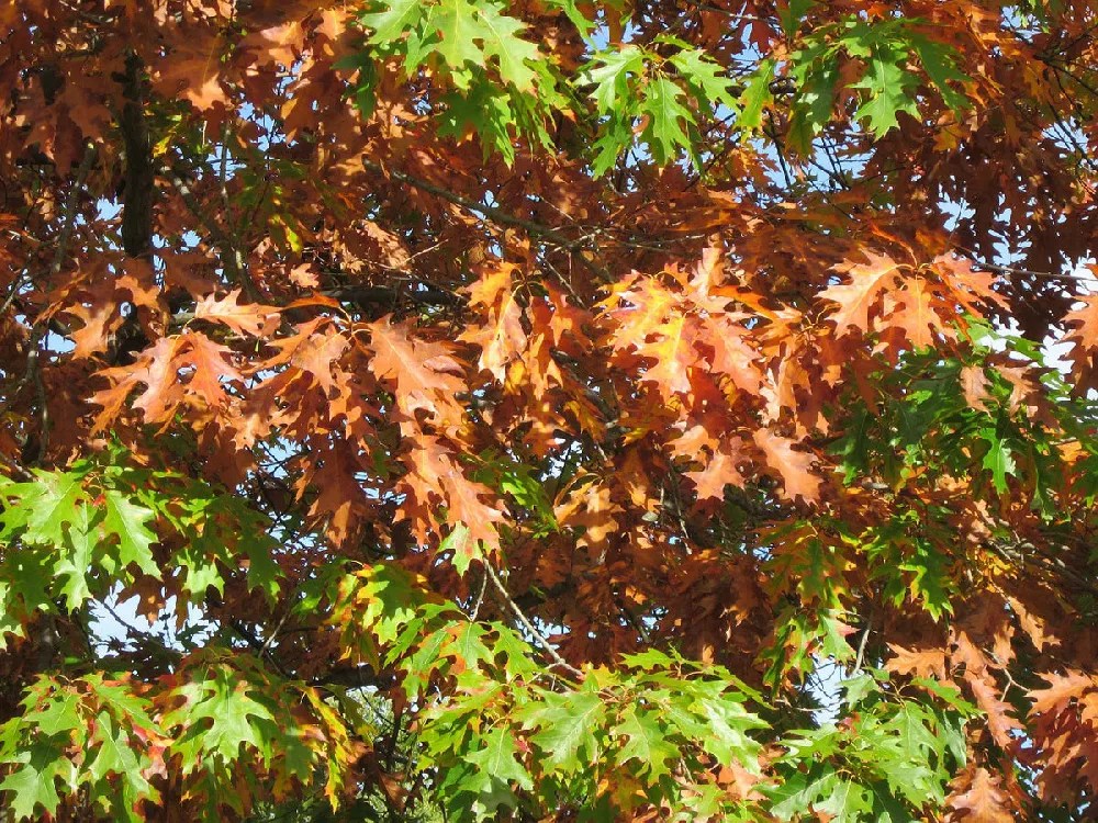 Northern Red Oak Trees for Sale Buying & Growing Guide