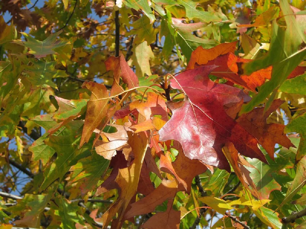 Northern Red Oak Trees for Sale Buying & Growing Guide