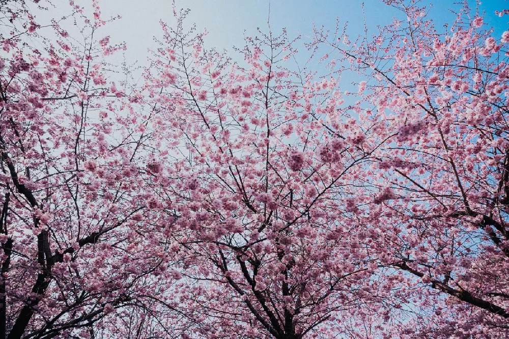 Okame Cherry Tree for Sale Buying & Growing Guide