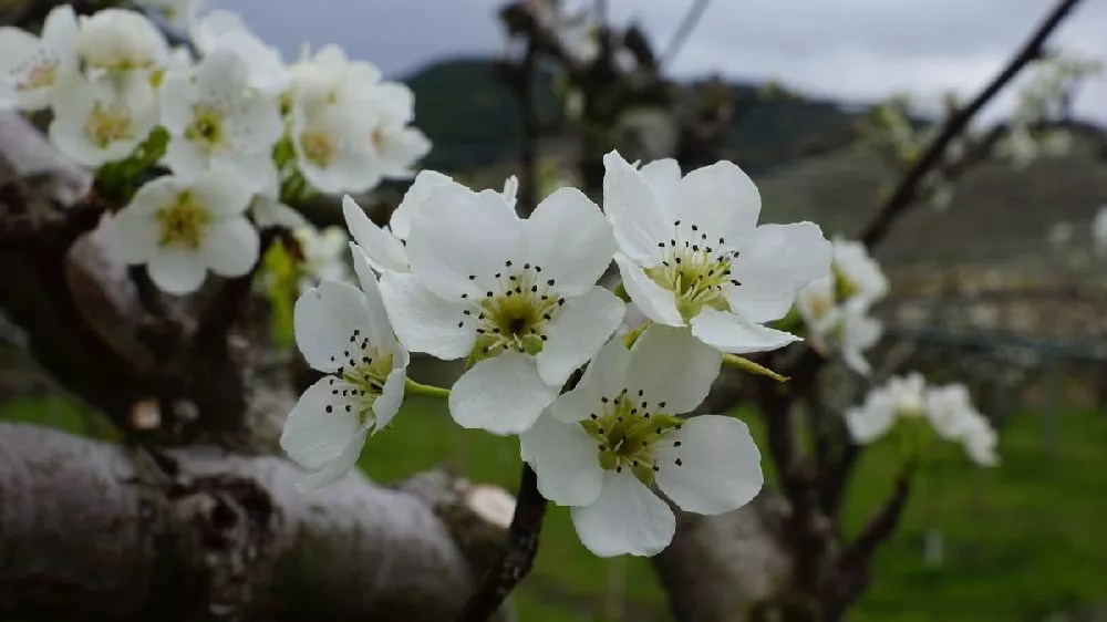 Olympic Giant Asian Pear Tree for Sale Buying & Growing Guide