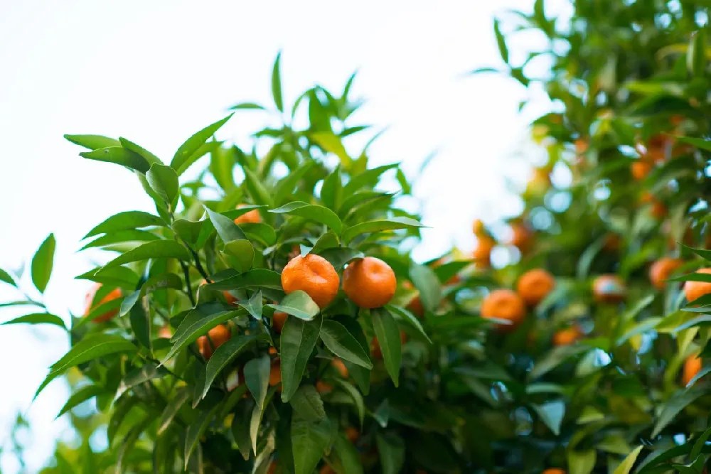 Owari Satsuma for Sale Buying & Growing Guide