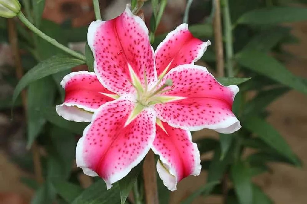 Stargazer Lilies for Sale Buying & Growing Guide