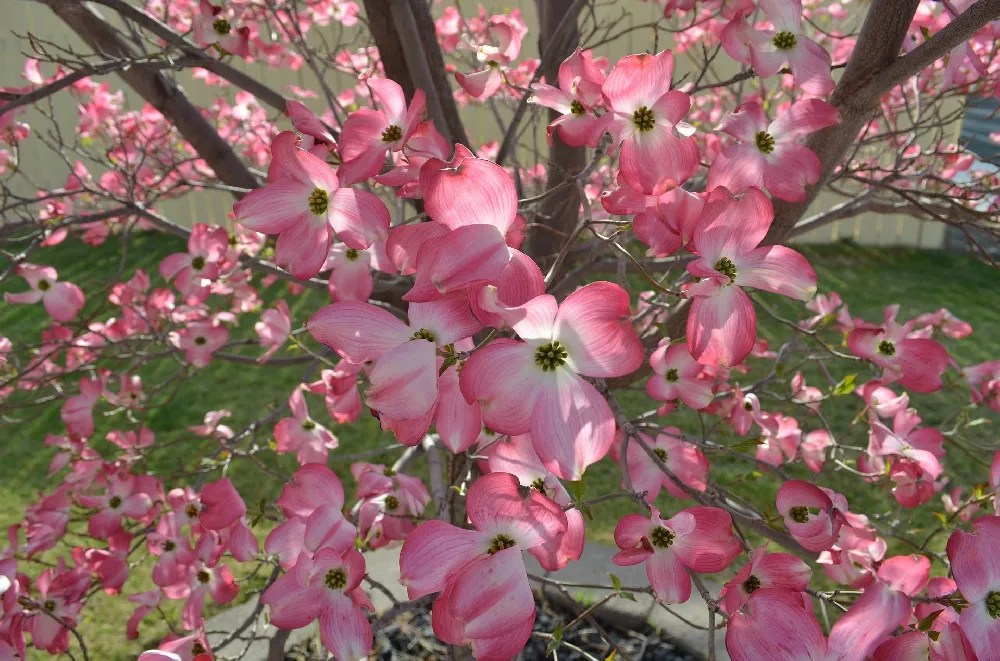 Pink Flowering Dogwood for Sale Buying & Growing Guide