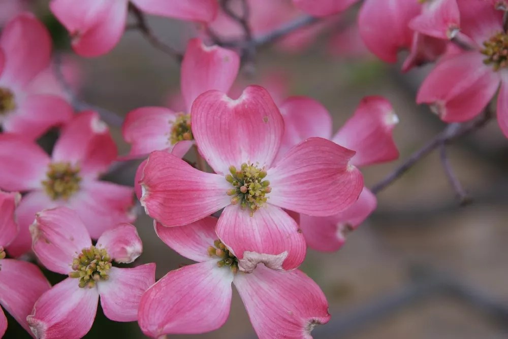 Pink Flowering Dogwood for Sale Buying & Growing Guide